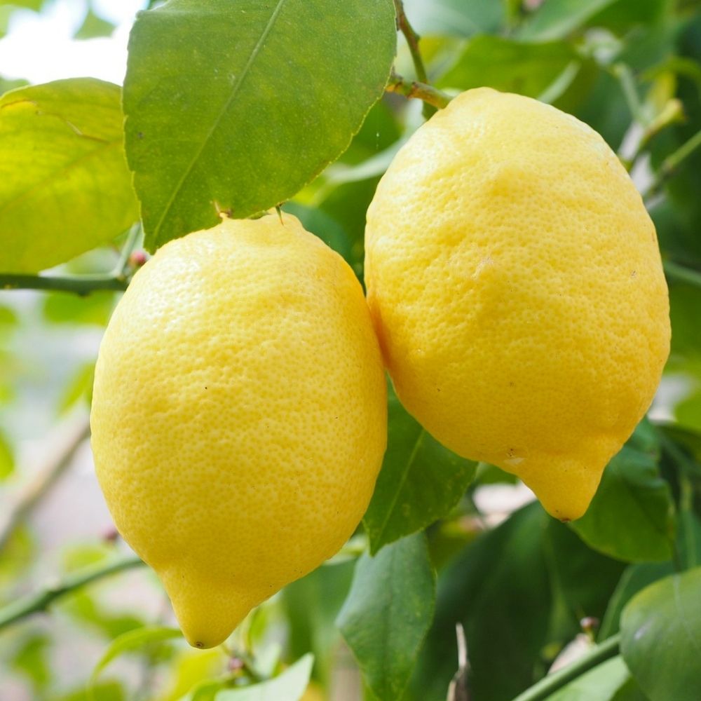Interdonate Lemon