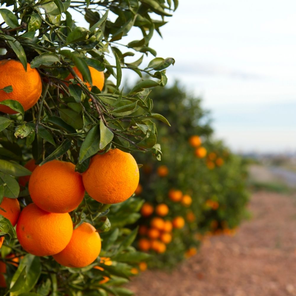Valencia Orange
