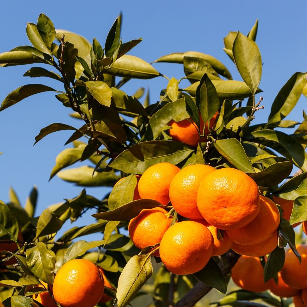Satsuma Tangerine